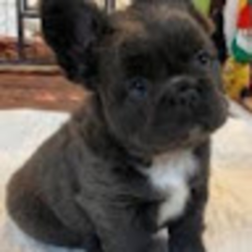 Meet your Posher, Abby